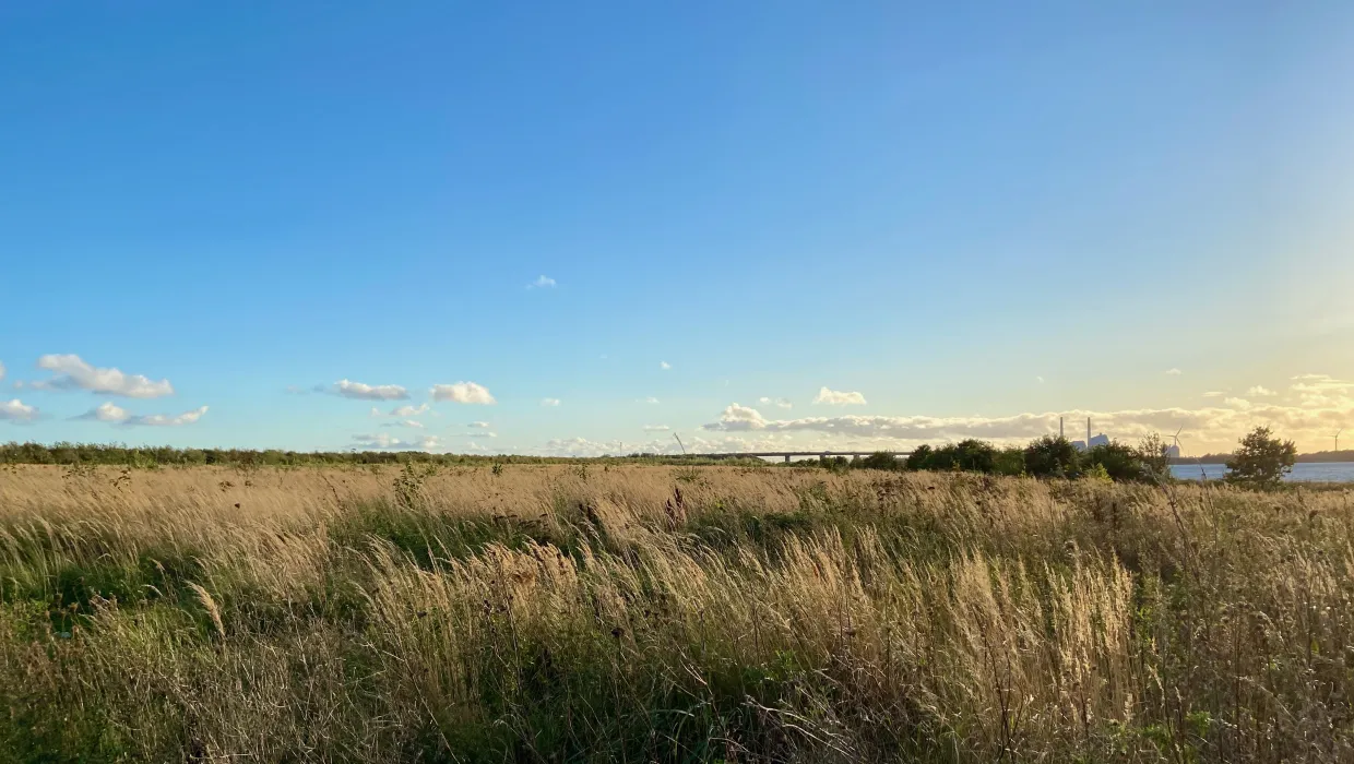 Sunlit green field by the water with a windmill in the background